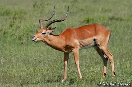 Antilop impala antilop vagy Chernopyatov