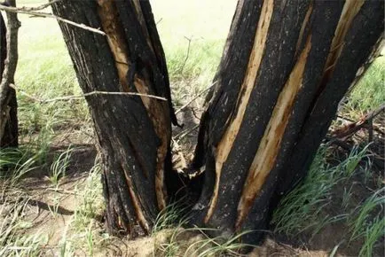 Anomáliák a föld bolygó, naturalistclub