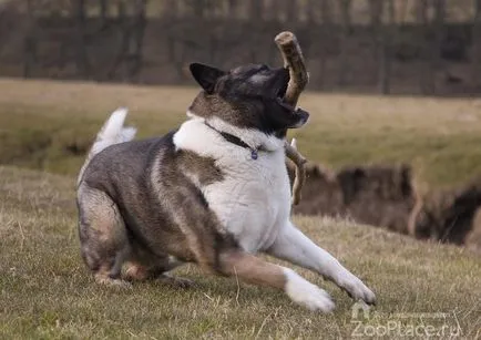 American Akita de îngrijire, istorie, produse alimentare, boli, foto, video