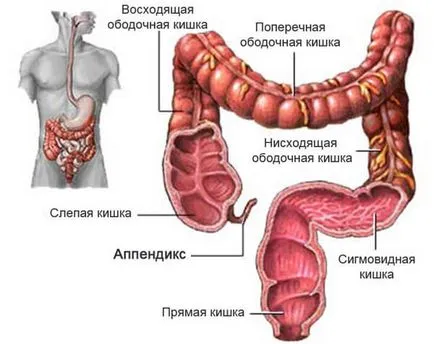 Приложение описание, структура, функция