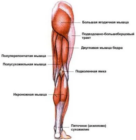 Анатомия на мускулите на краката, тялото на бомбата