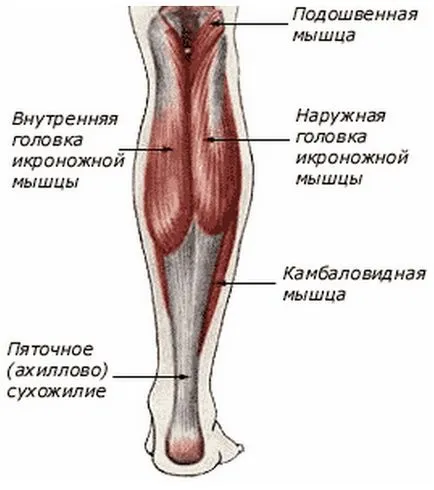 Анатомия на мускулите на краката, тялото на бомбата