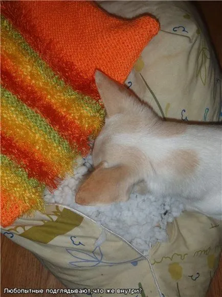 Orange котка възглавница! Справедливи майстори - ръчна изработка, ръчно изработени