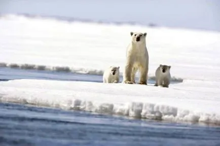 sarkvidéki állatok
