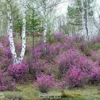 LEDUM снимка