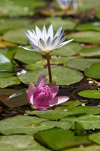 Alphabet Lotus parfüm - illat - szól aromák oldalon Ile de Beauté