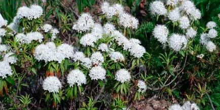 LEDUM palustre - ползите и противопоказания, как да варя и напитки за лечение на