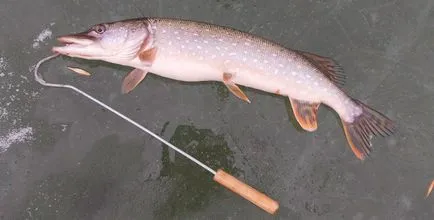 Bagorik téli halászathoz termelnek saját kezébe