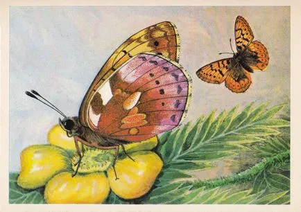 Pillangók (6. kiadás)