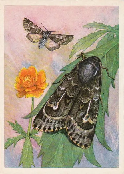 Пеперуди (Освободете 6)