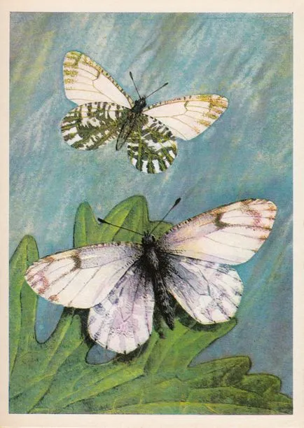 Пеперуди (Освободете 6)