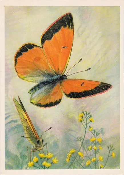 Butterflies (Release 6)