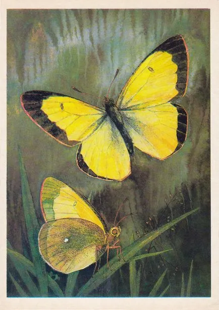Butterflies (Release 6)