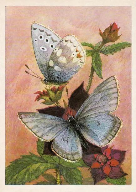 Pillangók (6. kiadás)