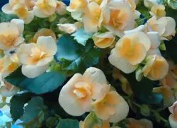 Begonia tubercul