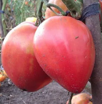 Pops (tomate), descrierea, cultivarea și plantarea răsadurilor