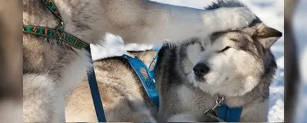 Baikal husky, articole, lucru favorit, știri Irkutsk economie, sport, medicină, cultură,