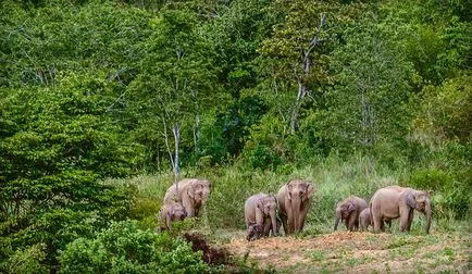 Alb elefant - un animal sacru și simbol al Thailandei, deschide Thailanda ta!