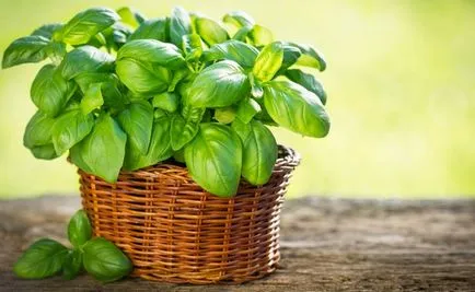 Basil előnyei és hátrányai, kalóriatartalmú, hasznos tulajdonságok és gyógyászati ​​tulajdonságaikat, a főzéshez
