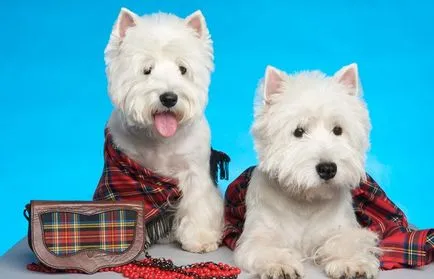 White terrier (55 fotó) highland west highland white, fajta leírás, kutyák karakter