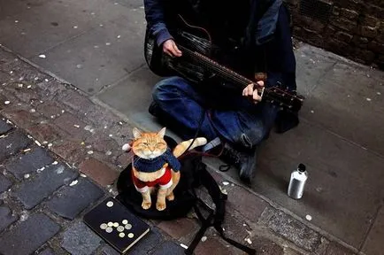 Hajléktalan macska volt a legjobb barátja egy utcai zenész