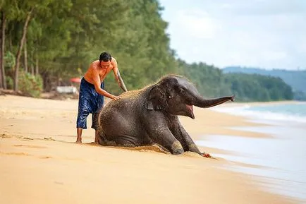 Alb elefant - un animal sacru și simbol al Thailandei, deschide Thailanda ta!