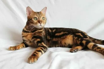 rasa Bengal leopard in miniatura, cu un caracter pisică domestică