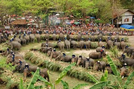 Fehér elefánt - a szent állat és jelképe Thaiföld, nyissa meg Thaiföldön!