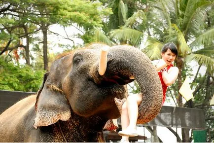 Alb elefant - un animal sacru și simbol al Thailandei, deschide Thailanda ta!