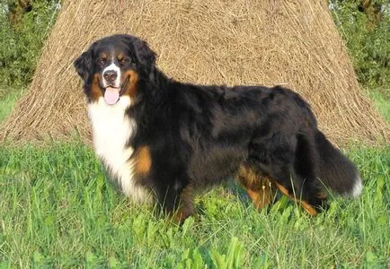 Бернски планински говеда куче (Бернски пастирско куче) снимка куче, покупка, видео, цена