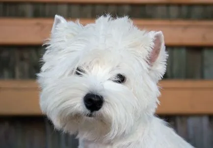 White terrier (55 fotó) highland west highland white, fajta leírás, kutyák karakter