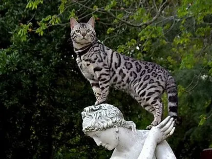 rasa Bengal leopard in miniatura, cu un caracter pisică domestică
