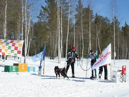 Baikal husky, articole, lucru favorit, știri Irkutsk economie, sport, medicină, cultură,