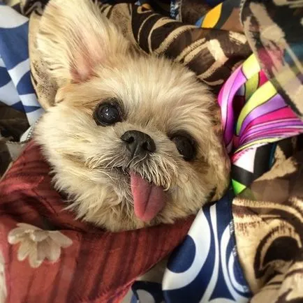câine vagabond găsit acasă și a devenit un Instagram stea, din cauza asemănării cu Mayli Sayrus