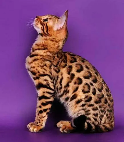 rasa Bengal leopard in miniatura, cu un caracter pisică domestică