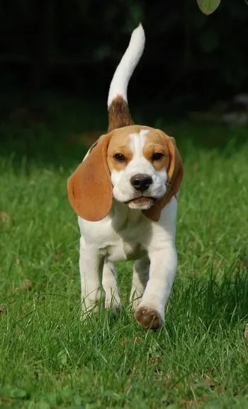 Beagle fajta leírás, fényképek, karakter, ellátás, egészségügy, oktatás