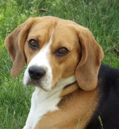 Beagle fajta leírás, fényképek, karakter, ellátás, egészségügy, oktatás