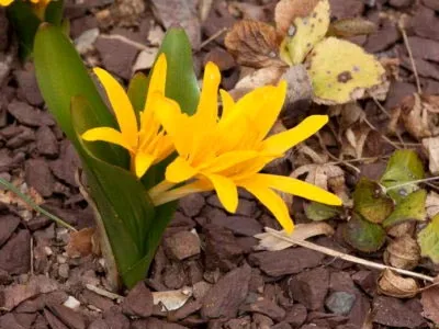 Crocus засаждане и грижи за поливане и торене трансплантации