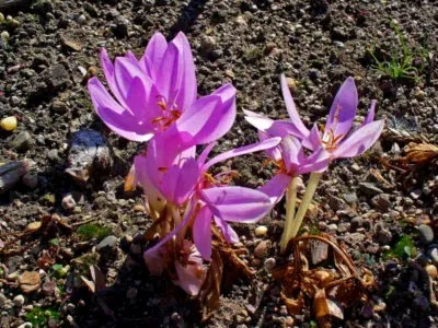 Crocus засаждане и грижи за поливане и торене трансплантации