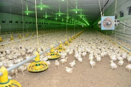Бизнес план птицеферма за 500, 200 и 4000 пилета