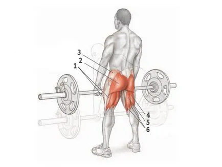 Térdinak - gyakorlat, különösen a testmozgás, az anatómia biceps femoris