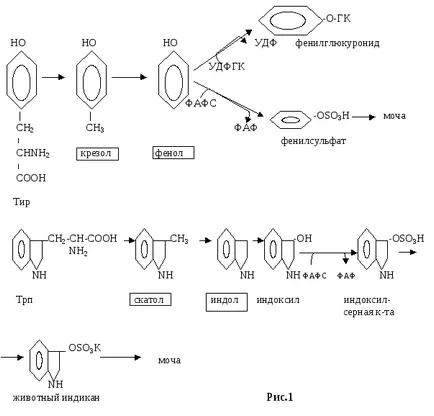 biochimie de ficat