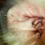 Ferret Diseases Tünetek, okok és a kezelés