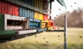 Combaterea furnicile în căile de atac populare de utilizare Apiary