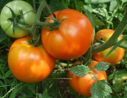 описание на заболяванията домати със снимки и методи за профилактика и лечение