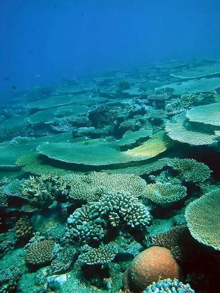 Nagy Korallzátony (24 fotó)
