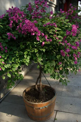 Bougainvillea - descriere, îngrijire și înflorire