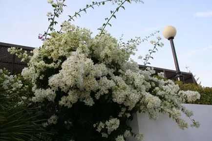 Bougainvillea - descriere, îngrijire și înflorire