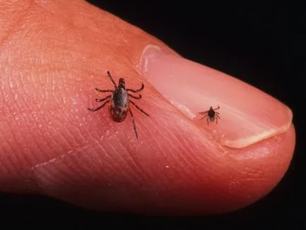 Lyme-kór, a tünetek a kullancs által terjesztett Lyme-kór, a hatások felnőttek