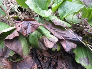 Ceaiul de la Bergenia - farmacie naturală cu Puer rafinat, Altai de munte farmacie